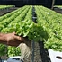 Agriculture Equipment Greenhouse Accessories Vertical Farming  Super NFT Channel Growing System